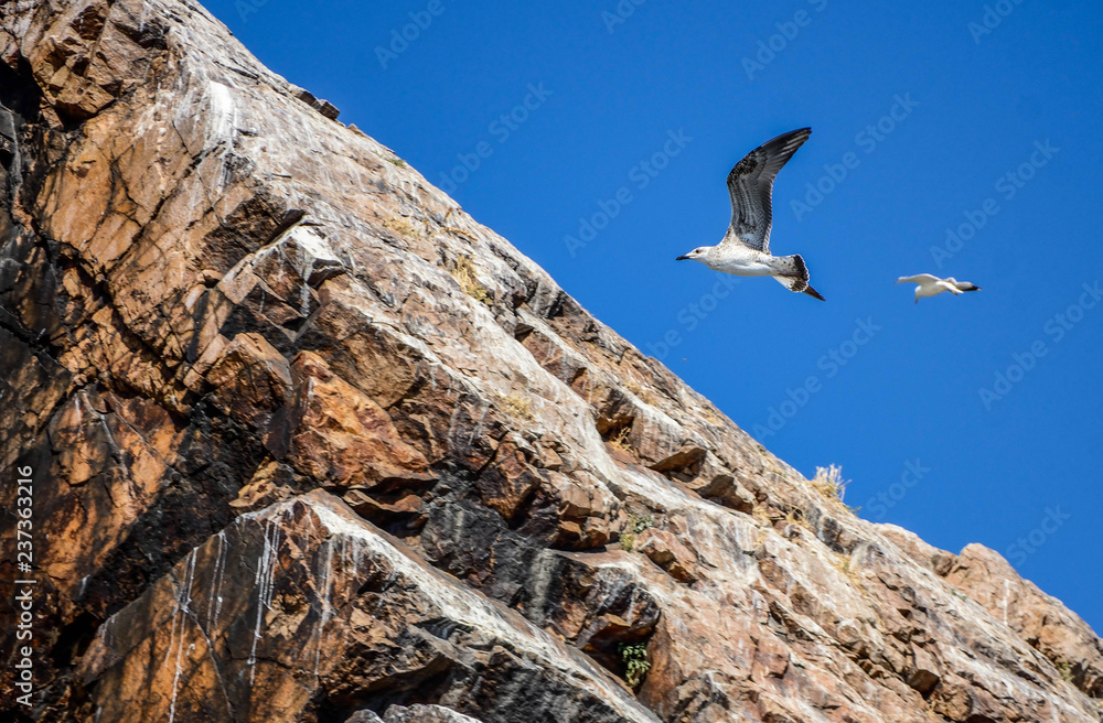 when the seagull flying near rocks when the seagull flying near rocks