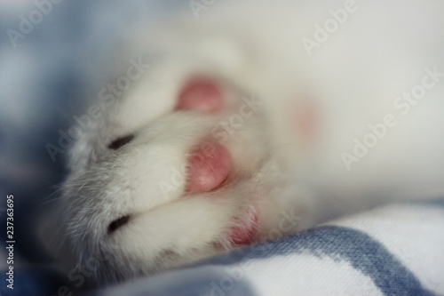 white cat's foot with bright pink pads lies on a light blanket with a blue pattern