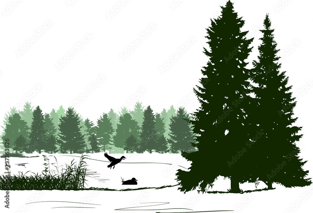 Naklejka premium ducks in pond near green trees isolated on white