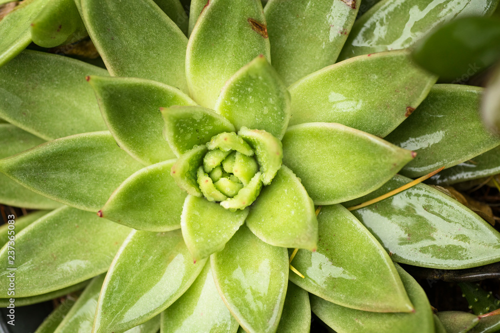 cactus close-up in nature cactus close-up in nature