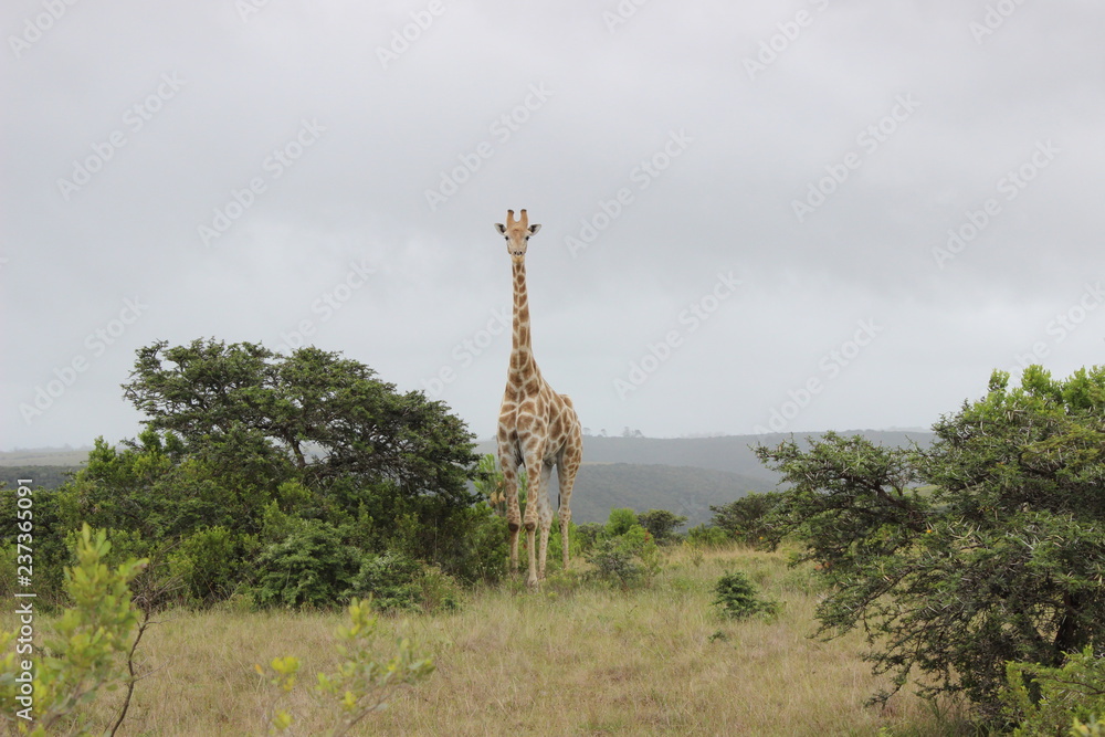 Fototapeta premium giraffe in savannah