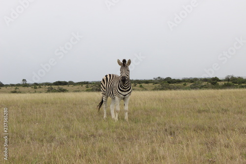 Lone Zebra