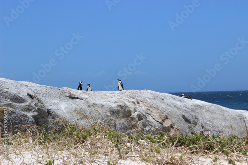Penguins on a beach, cape town 