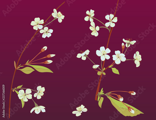 Spring blossom. Collection white, bluish, mauve flowers: cherry, (sakura, plum). Florets, branches, buds, green leaves on burgundy background. Digital drawing in watercolor style, vector