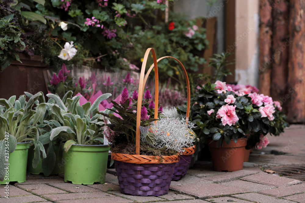 Many pots of flowers and plants are worth outdoor
