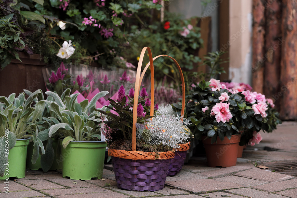 Many pots of flowers and plants are worth outdoor Many pots of flowers and plants are worth outdoor