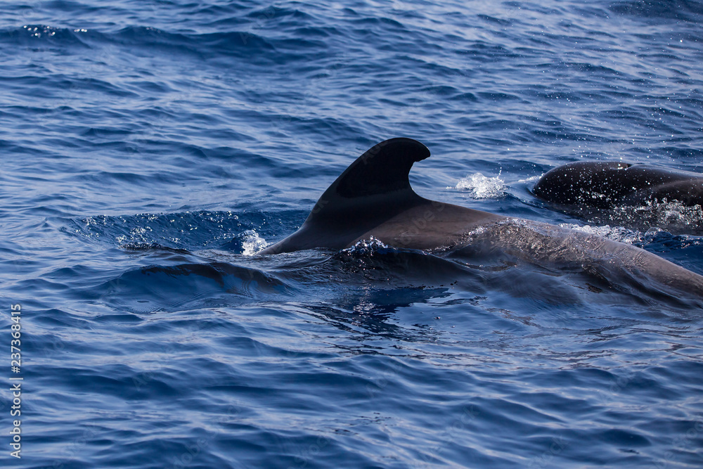 Fototapeta premium Calderones tropicales, los Cristianos, Tenerife