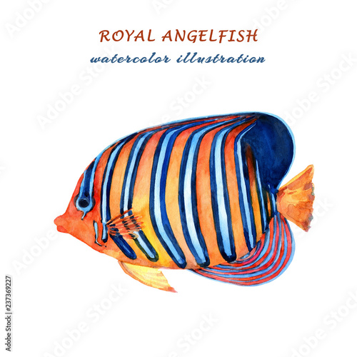 Foto Royal angelfish