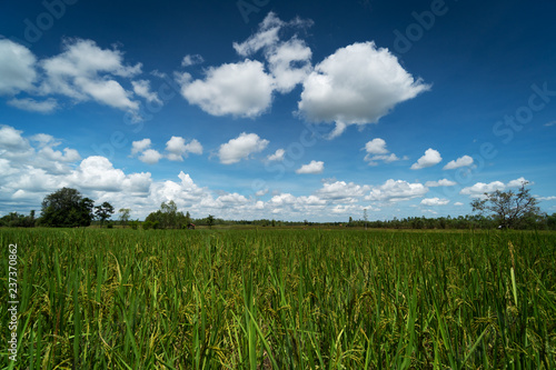 Reisfeld mit sch  nen Wolken