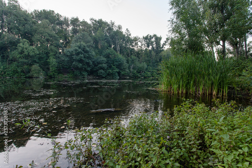 Summer landscape with lake