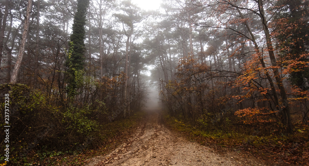 path in misty autumn forest 