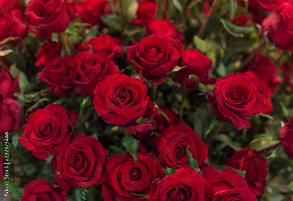 Close-up of a beautiful bouquet of red roses. Roses as background picture. Close-up of a beautiful bouquet of red roses. Roses as background picture.