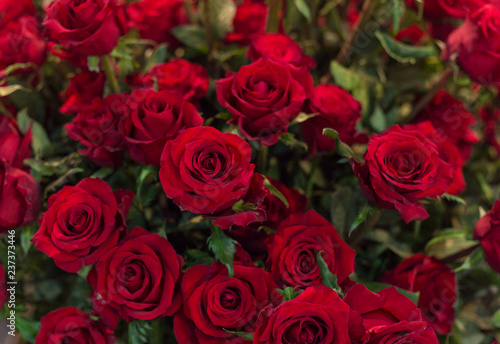 Close-up of a beautiful bouquet of red roses. Roses as background picture.