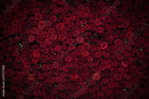 Natural red roses background, flowers wall. Roses as background picture.