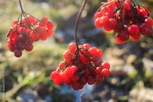 Red viburnum branch in the garden. Bunch of red viburnum berries on a branch, selective focus. photo