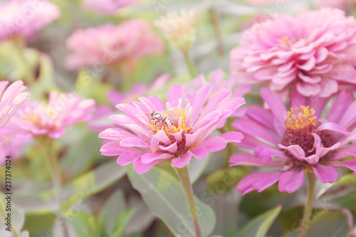 Close up bee on flower blooming and soft sunrise in the public park.