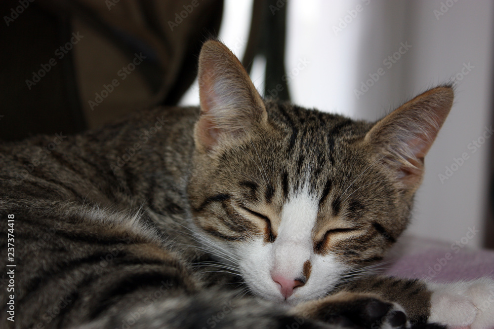 Naklejka premium GATTO