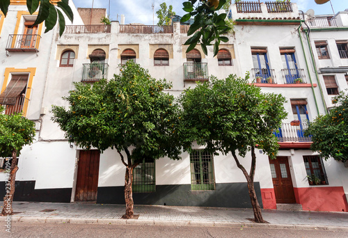 Green trees street and historical part of city Cordoba of Andalusia. Houses in traditional style of Spain © radiokafka