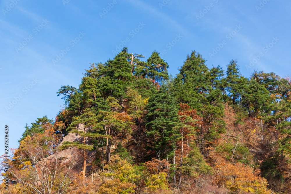 A colorful autumn scene on a hill with pines and other trees in a Japanese rural area