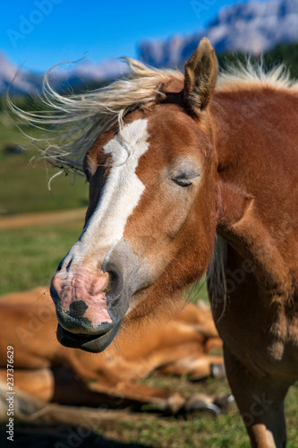 horse shaking its head in the wind in front of a beautiful landscape