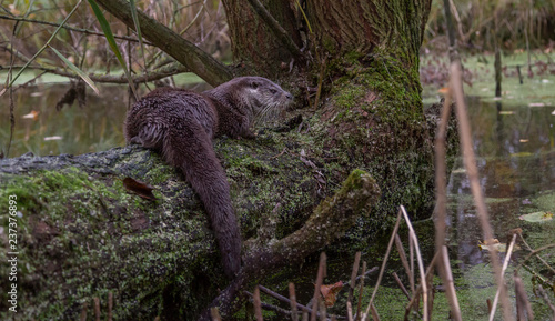 European Fish Otter Lutra Lutra