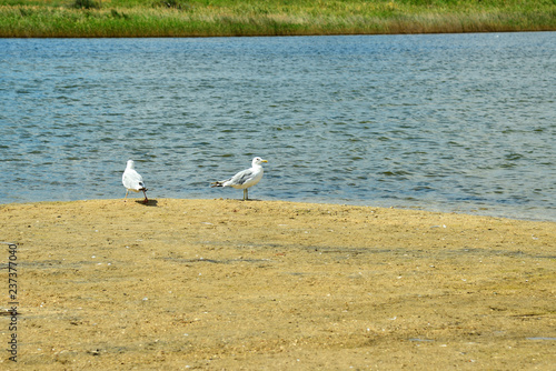 Many seagulls are sitting on the sand, by the sea.