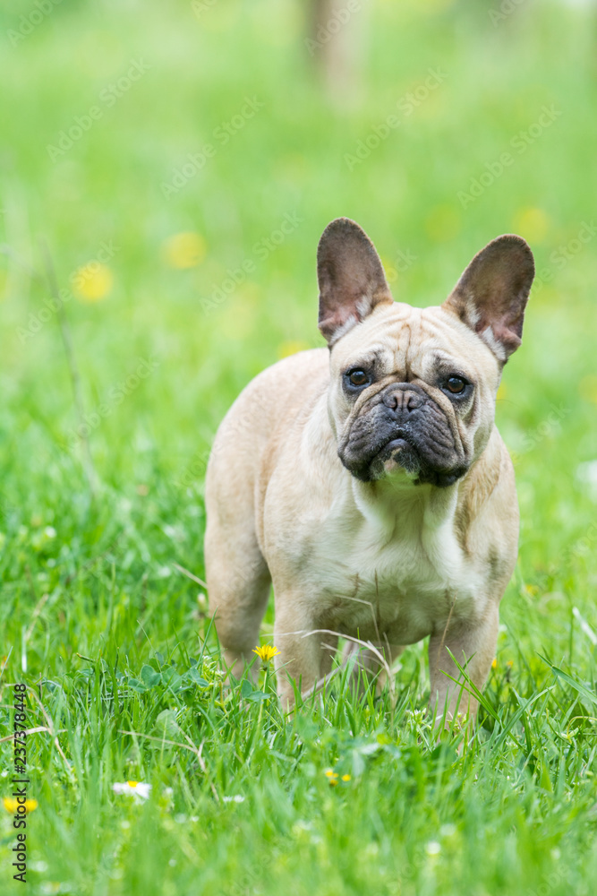 French bulldog on a grassy field