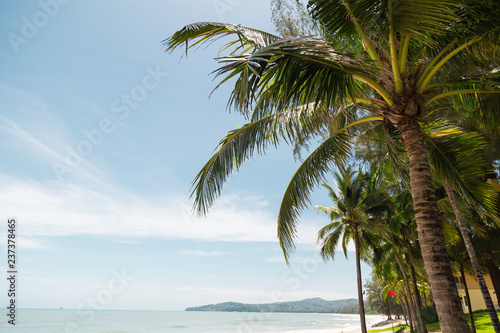 Palm tree leaf on the beach 