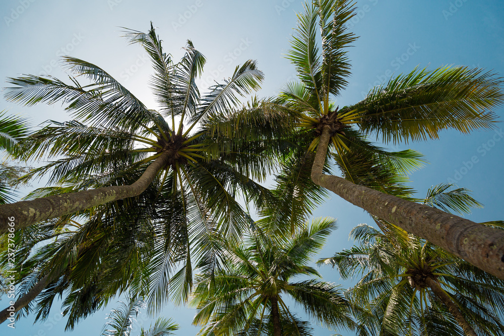 Palm tree leaf on the beach 