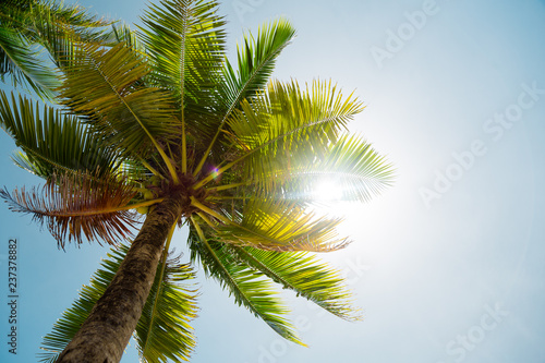 Palm tree leaf on the beach 