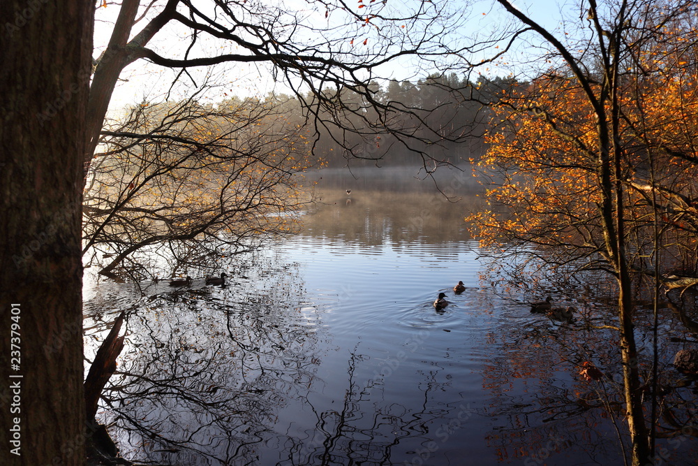 Tranquil Autumn Lake Early Morning in the Woods Tranquil Autumn Lake Early Morning in the Woods