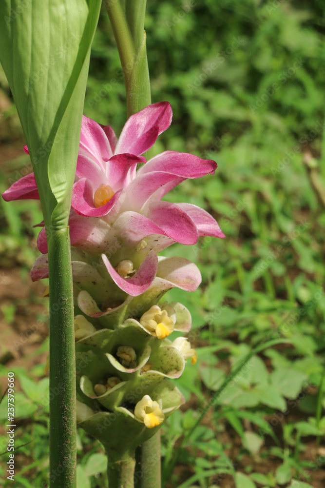 Curcuma at garden Curcuma at garden