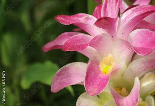 Curcuma at garden
