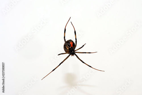 Braune Witwe (Latrodectus geometricus) - brown widow photo