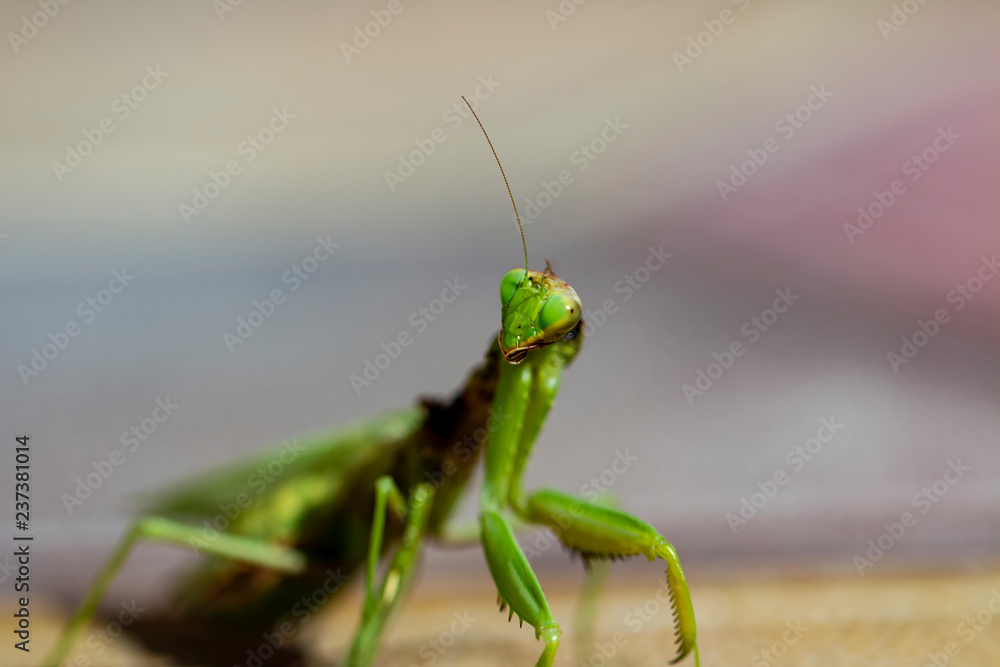 Mantis insect, adult. Search for a couple for procreation. Mantis insect, adult. Search for a couple for procreation.