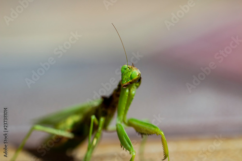 Mantis insect, adult. Search for a couple for procreation. © kordeo