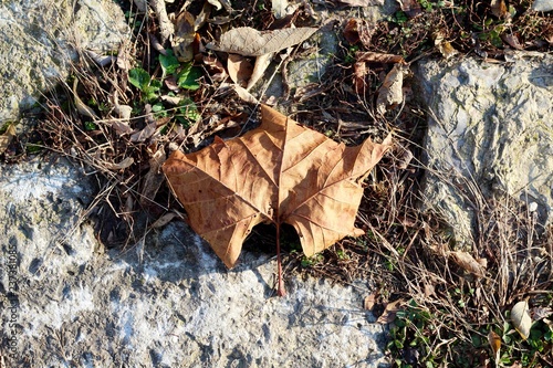 A close view of the brown autumn leaf on the ground.