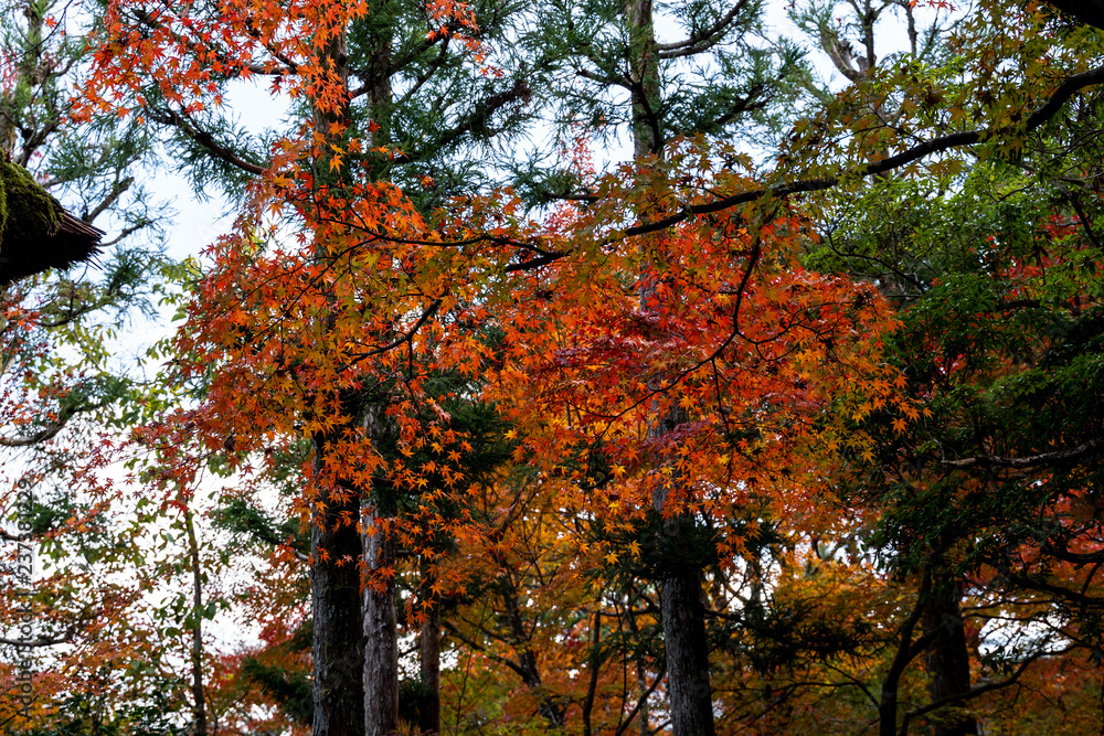 autumn leaves in kyoto