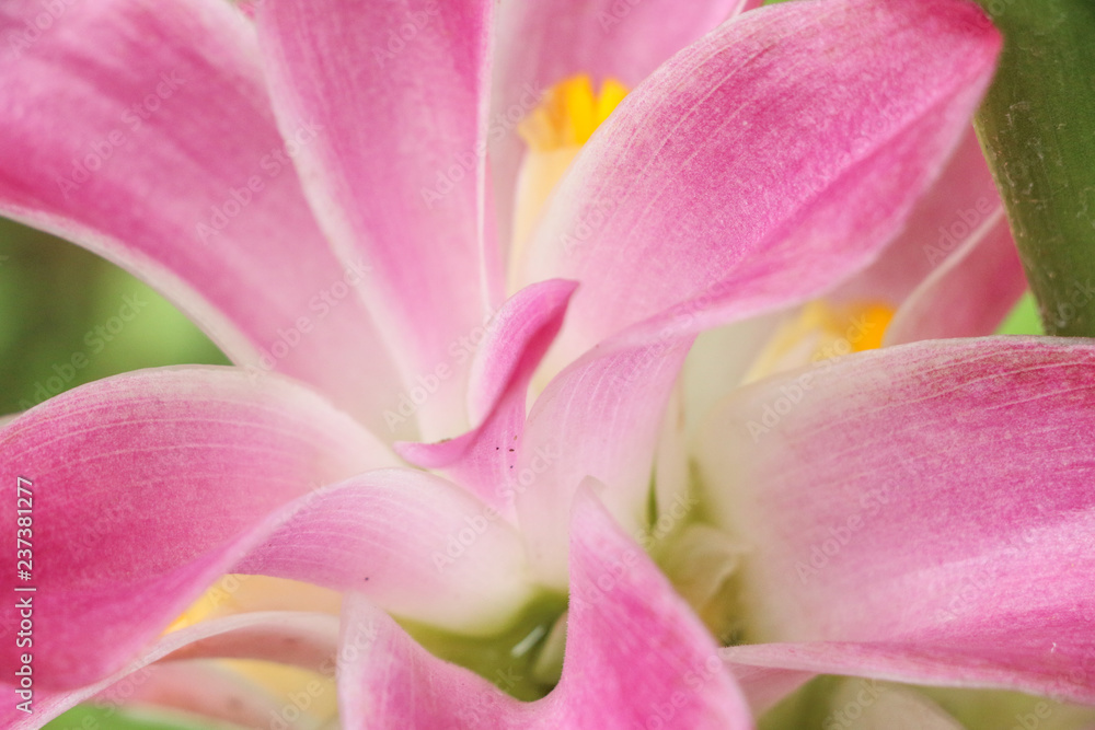 Curcuma at garden