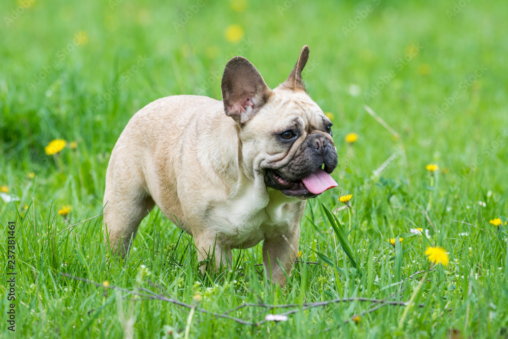 French bulldog on a grassy field French bulldog on a grassy field