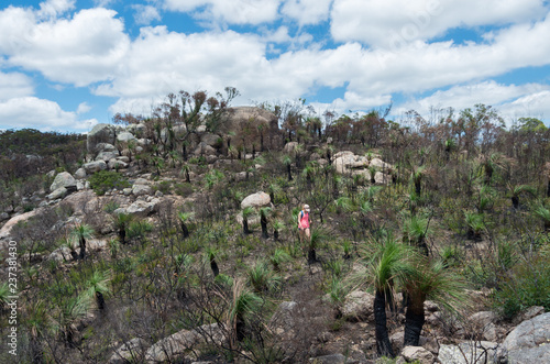 Young beautiful woman walking through a burnt australia landscape with grass trees regrowing