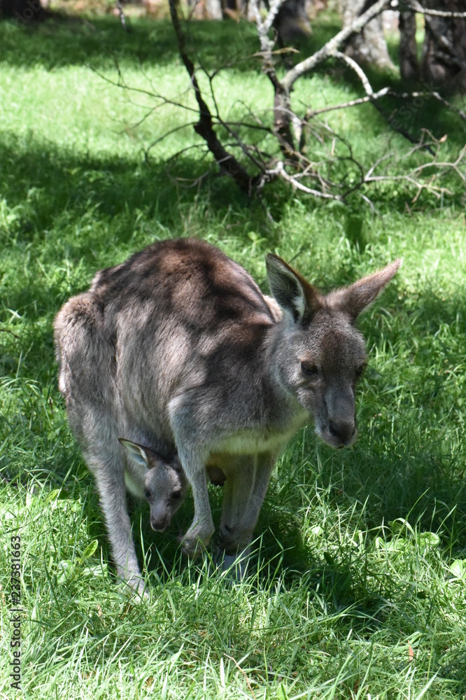 Fototapeta premium オーストラリア 野生のカンガルー