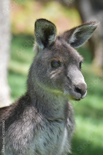Fototapeta Naklejka Na Ścianę i Meble -  オーストラリア　野生のカンガルー