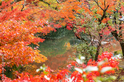 autumn leaves in kyoto