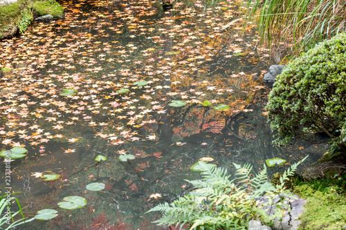autumn leaves on the wall