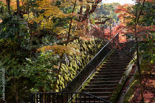 autumn in kyoto