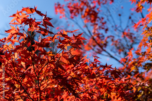 autumn leaves in kyoto