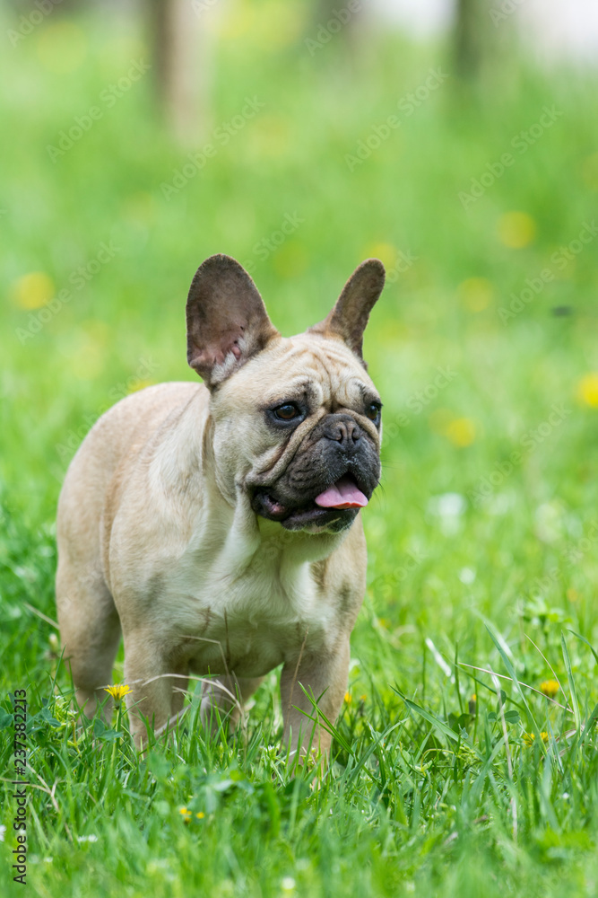 French bulldog on a grassy field