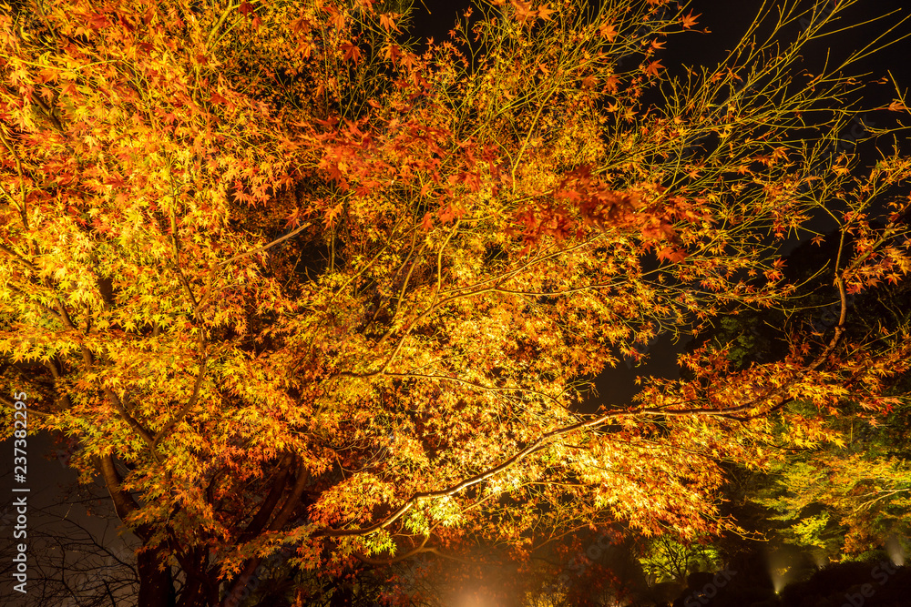 Beautiful Japanese garden named Mifuneyama Rakuen in autumn night view with 160 years old big maple tree leaves. Beautiful Japanese garden named Mifuneyama Rakuen in autumn night view with 160 years old big maple tree leaves.