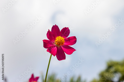 Beautiful pink cosmos on blue sky nature background.